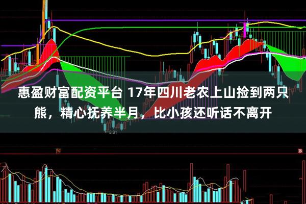 惠盈财富配资平台 17年四川老农上山捡到两只熊，精心抚养半月，比小孩还听话不离开