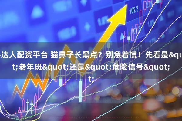 牛达人配资平台 猫鼻子长黑点？别急着慌！先看是"老年斑"还是"危险信号"