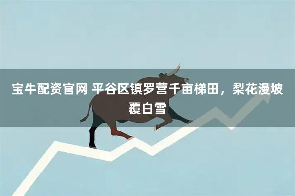 宝牛配资官网 平谷区镇罗营千亩梯田，梨花漫坡覆白雪